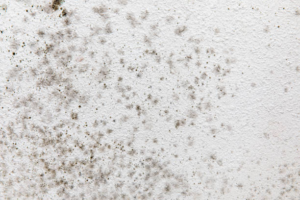 Best Mold Prevention Services  in Mescal, AZ