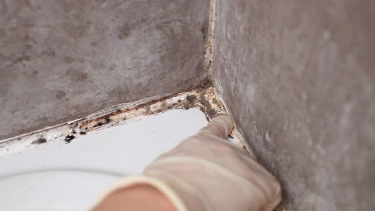 Best Crawl Space Mold Remediation  in Mescal, AZ